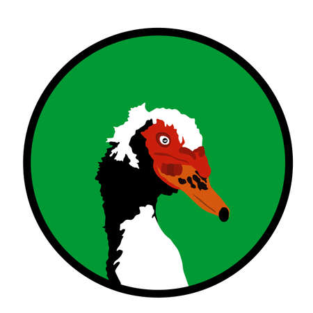 Portrait of muscovy duck head or musky duck, cairina moschata. Duck vector male isolated on white background. Farm animal. Mail of domestic bird.のイラスト素材