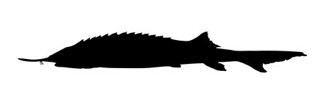 Sturgeon fish vector silhouette illustration isolated on white background. Luxury caviar food source. Premium meal from wildlife. Sturgeon shape symbol.のイラスト素材