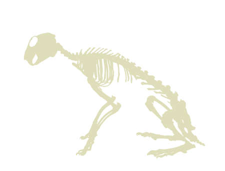 Rabbit skeleton vector silhouette illustration isolated on white background. Herbivore hare fossil symbol in museum of science and biology.のイラスト素材
