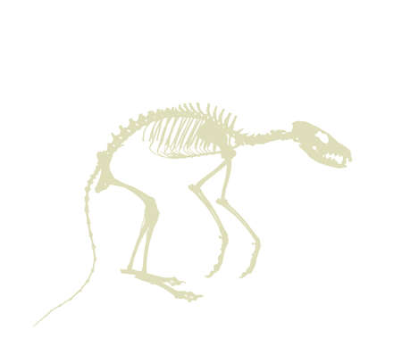 Fox skeleton vector silhouette illustration isolated on white background. Predator fossil symbol in museum of science and biology. Vulpes sign shape. Dog skeleton silhouette.のイラスト素材