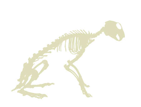 Rabbit Skeleton Vector Silhouette Illustration Isolated On White Background Herbivore Hare Fossil Symbol In Museum Of Science And Biology の イラスト素材 イメージマート