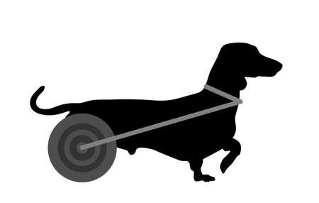 Disabled dog dachshund in wheels vector silhouette illustration isolated on white background. Handicapped dog in wheelchair shape symbol. Lovely pet injured after accident and veterinarian fix legs.のイラスト素材