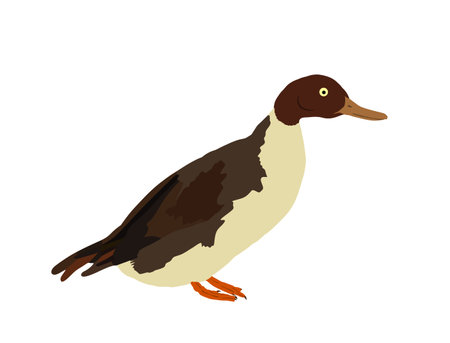 Wild duck vector illustration isolated on white background. Wildlife fowl poultry symbol. Farm bird sign. Restaurant food menu.のイラスト素材