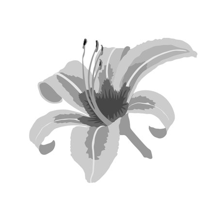 Lily flower vector illustration isolated on white background. Botanic decorative tropical garden.のイラスト素材