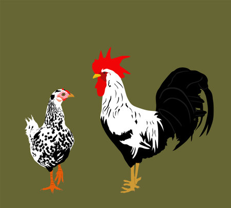 Elegant Rooster and chicken couple vector illustration isolated on background. Male chicken and hen. Farm chantry cock. Organic food symbol. Poultry bird family.のイラスト素材