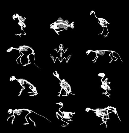 Animal skeleton set vector silhouette illustration isolated. Bird anatomy fossil, since fauna biology. Mammals bones structure system. Education archaeology. Chicken body parts.のイラスト素材