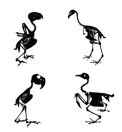 Bird skeleton set vector silhouette illustration isolated. Animal anatomy fossil, since fauna biology. Bones structure system. Education archaeology. Chicken body. Hawk, parrot.のイラスト素材
