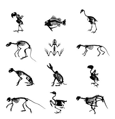 Animal skeleton set vector silhouette illustration isolated. Bird anatomy fossil, since fauna biology. Mammals bones structure system. Education archaeology. Chicken body parts.のイラスト素材