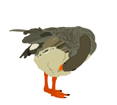 Gray Chinese goose vector illustration isolated on white background. Farm goose bird cleans its feathers and wings. Washing body by beak hygiene.のイラスト素材