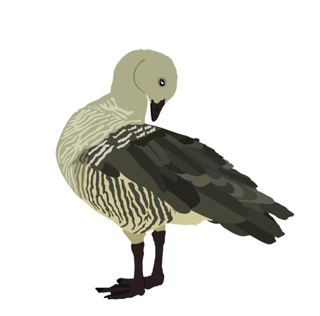 Magellanic goose vector illustration isolated on white background. Chloephaga picta. Wild goose bird cleans its feathers and wings. Washing body by beak hygiene.のイラスト素材