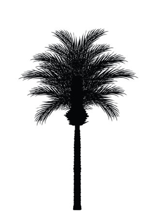 Exotic palm tree vector silhouette illustration isolated on white background. Decorative tropical garden plant shape shadow.のイラスト素材