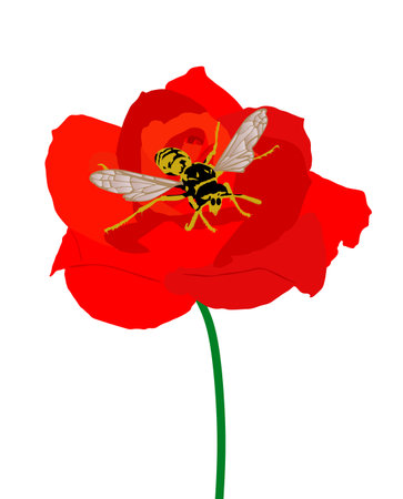 Red rose flower and bee vector illustration isolated. Beautiful plant with insect suck nectar. Pollination of a flower. Useful little animal bee produces honey in garden.のイラスト素材