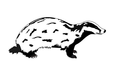 Badger vector illustration isolated on background. Strong brave animal.のイラスト素材
