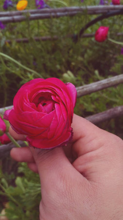 red flower in hand