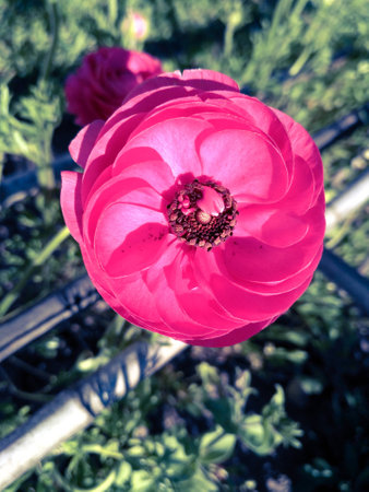 Red flowerの写真素材