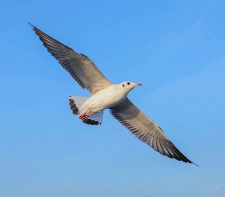 Seagulls.