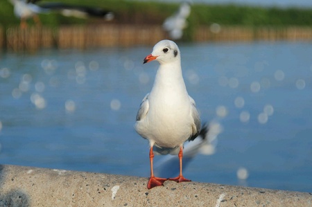 Seagulls.