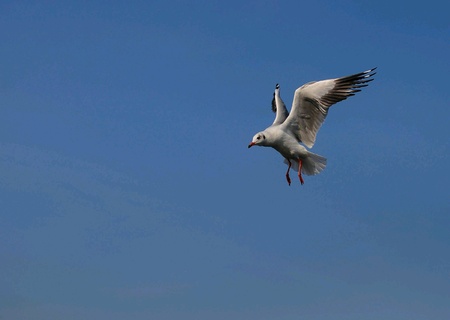 Seagulls.