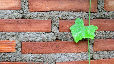 Texture of brickの写真素材