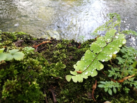 Water drop
