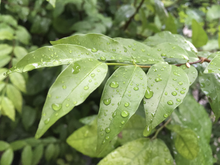 Wrightia religiosa with droplet in rainy seasonの写真素材
