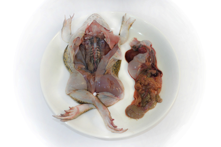 Frog Anatomyの写真素材