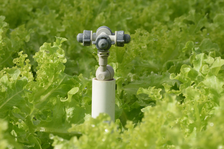 Fresh vegetables foodの写真素材