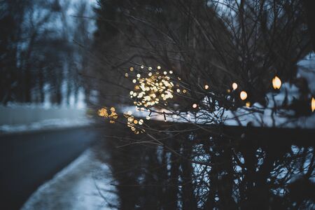 bokehs in snow