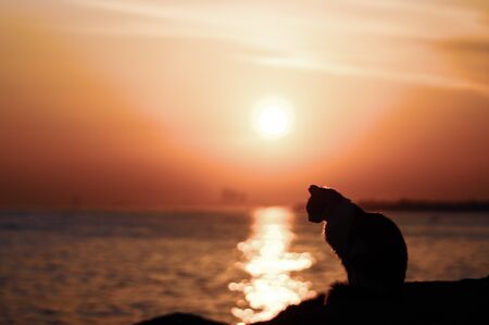 cat silhouette in sunset