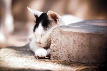 cat is sleeping next to pavementの写真素材