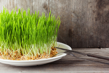 Young green sprouts of wheat on old wooden background, healthy lifestyleの写真素材