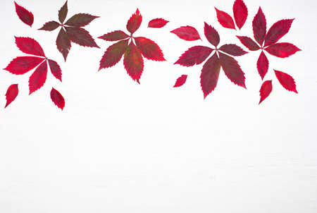 Autumn creative composition. Red leaves, wild grape berries on white wooden background. Pattern made...