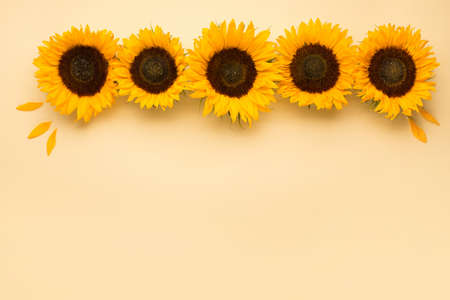 Beautiful fresh sunflowers with leaves on yellow background. Flat lay, top view. Thanksgiving day, Halloween Holiday concept with copy space. Harvest time, agriculture. Sunflower natural backgroundの写真素材