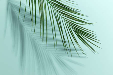 Mint Blue paper texture wall leaf plant shadow background. Summer tropical travel beach with minimal concept. Flat lay pastel color palm nature.の写真素材