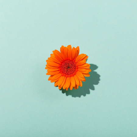 Beautiful orange flower Gerbera daisy on paper mint blue background. Minimal flower concept in hard light with shadow. Abstract backdrop. Top view, flat lay, minimal nature background.の写真素材