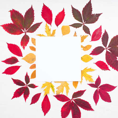 Autumn creative composition. Red, pink, yellowe leaves, wild grape berries on white wooden background. Fall, thanksgiving day concept. Flat lay, top view, copy space.の写真素材