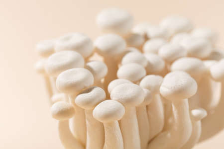 Fresh shimeji (white beech) mushrooms on pastel beige paper background. Superfood Trend dry and fresh mushrooms. Top view, copy space.の写真素材