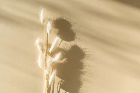 Dried bunny tail grass on natural beige background. Top view, copy space. Minimal stylish trend...
