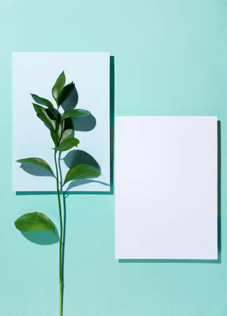 Abstract background with branch of green plant and rectangles of paper. It's time for spring. Light green paper backdrop.の写真素材