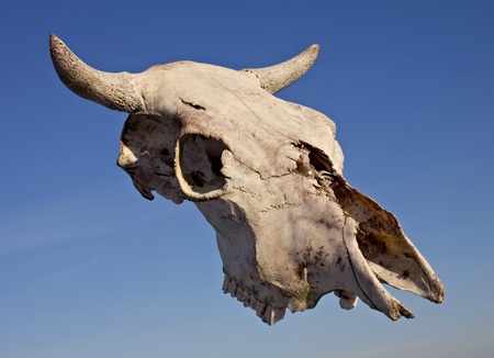 Skull of cow against a blue skyの写真素材