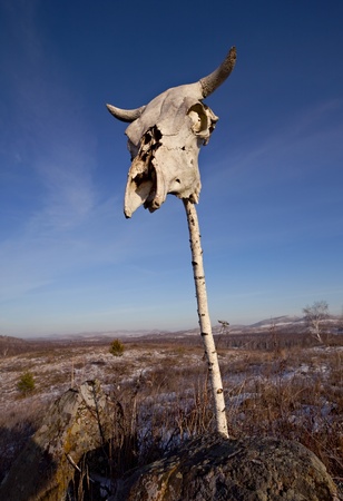 Cow skull on the poleの写真素材
