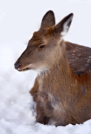 Doe-deer at the snowの写真素材