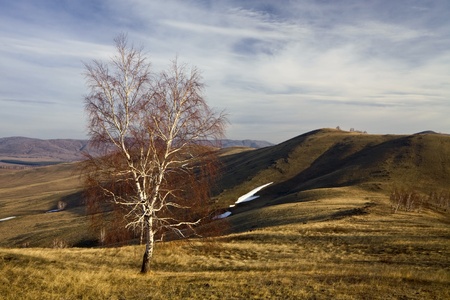Lonely treeの写真素材
