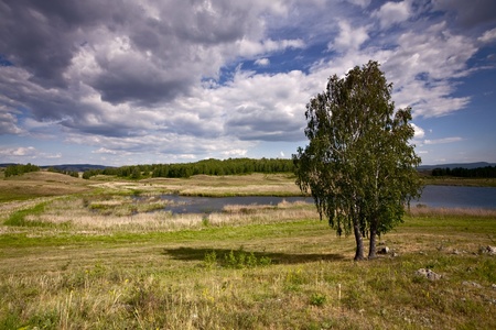 Birch tree and cloudscape