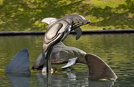 Dolphins の写真素材