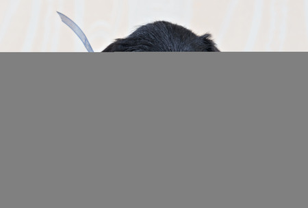 Miniature Schnauzer lying puppy on cushionの写真素材