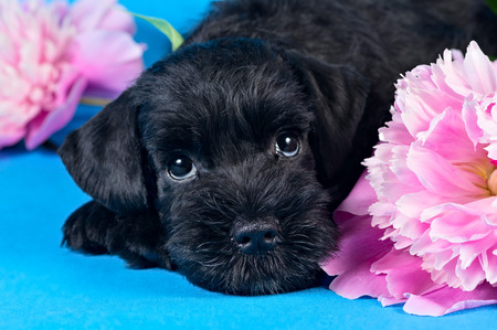 Miniature Schnauzer puppy lying among flowersの写真素材