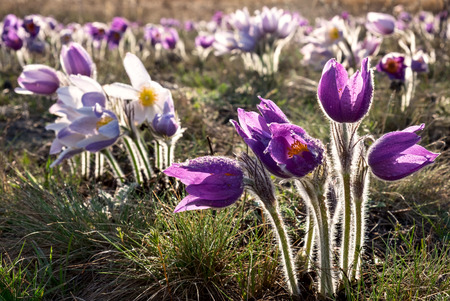 First spring flowers blooming on meadowの写真素材
