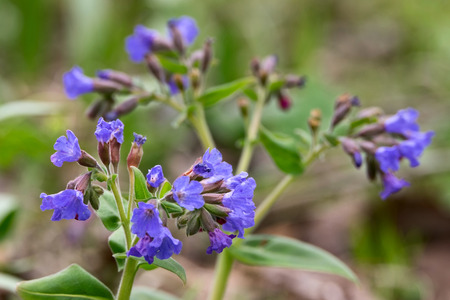 Pulmonaria mollis - first spring flowers close-upの写真素材