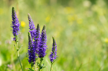Bunch of Veronica spicata flowers on the meadow